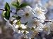 Fruit Flowers - 24