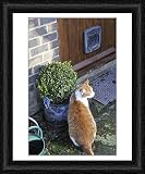Framed Print of JD-20867 CAT. Cat sitting by a plant pot outside its cat flap from Ardea