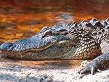 American Alligator at the Jn Ding Darling National Wildlife Refuge, Sanibel Island, Florida, USA Photographic Poster Print by David R. Frazier, 32x24