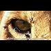 The Great Drought Of The Serengeti - By John Brennan bei MP3-Downloads zum Namen: 51YaQ2s9-XL._SL75_