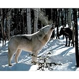 Grey and Black Wolf hunting in Snow Art Print POSTER
