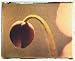 Anemone Bud by Jennifer Kennard - 24