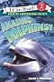 Amazing Dolphins!