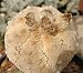 Astrophytum asterias cv. snow kabuto - 10 Samen