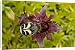 Canvas Prints of Bee beetle or bee chafer, feeding on marsh cinquefoil flower (potentilla from Ardea Wildlife Pets
