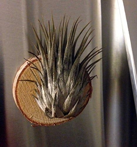 Tilla Critters King Don One of a Kind Air Plant Creations - Fridge Magnet Collection