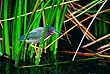 Green Heron (1,000 Piece Puzzle) Green Heron (1,000 Piece Puzzle)