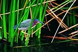 Canadian Geographic Green Heron