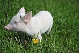 Little Wonderful Pig Baby - 24