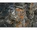 Photographic Prints of A small pile of bird dropping from a snow bunting that from ArcticPhoto Photographic Prints of A small pile of bird dropping from a snow bunting that from ArcticPhoto