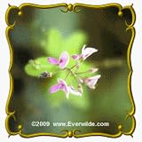 Panicled Tick Trefol (Desmodium paniculatum) Jumbo Wildflower Seed Packet - 25 Seeds