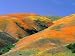 California Poppies on Tehachapi Mountains Near Gorman Art Photographic Poster Print by Greg Gawlowski, 16x12