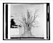 Historic Print (M): American Forestry Ass'n, Mulberry tree