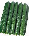 Cucumber Japanese Tsuyataro Seeds .5 Grams