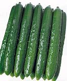 Cucumber Japanese Tsuyataro Seeds