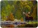 River's Edge Beautiful Tempered Glass Cutting Board with Majestic Moose Standing by Forrest Riverside Design (12 x 16-Inch)