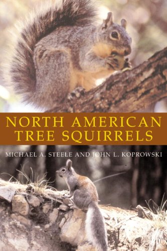 north american tree squirrels