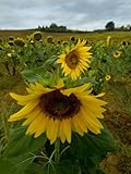 Close View of a Sunflower at the Edge of a Field of Sunflowers, Tuscany, Italy Stretched Canvas Poster Print by Todd Gipstein, 12x16