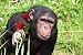 Chimpanzee Holding out Rose - 24