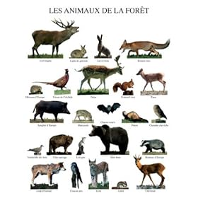 Posters: Animaux Poster Reproduction - Les Animaux De La For�t (50 x 40 cm)