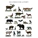 Posters: Animaux Poster Reproduction - Les Animaux De La For�t (50 x 40 cm)