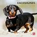 Dachshunds 2012 Square 12X12 Wall Calendar (Multilingual Edition)