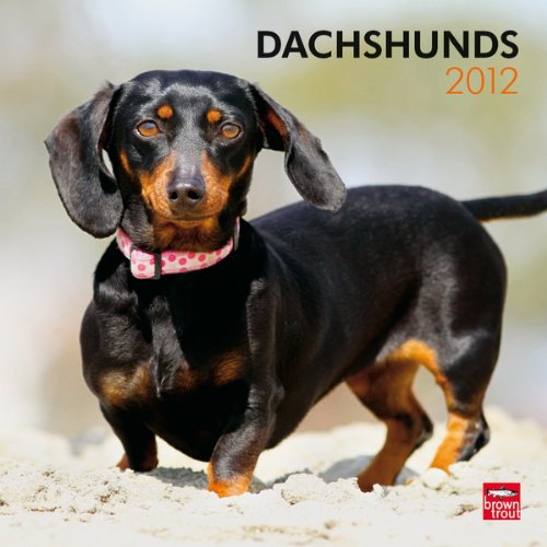 Dachshunds 2012 Square 12X12 (Multilingual Edition)