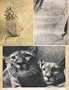 Hannah Hoch: Album, Limited Edition