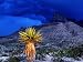Yucca with Thunderstorm in Background, Guadalupe Mountains National Park, Texas Places Photographic Poster Print by Holger Leue, 16x12
