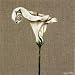 Arum by Aurore Hetier. ART PRINT Canvas Rolled.. 12.00 inches width by 12.00 inches height. Highest Quality Art Poster Print