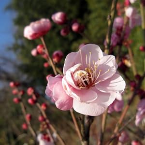 梅の木苗