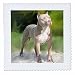 3dRose qs_4241_4 American Pit Bull Terrier-Quilt Square, 12 by 12-Inch