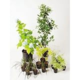 エレガントパープル 半日陰 セットアップガーデン 植木 苗 セット商品