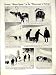 1914-15 WORLD WAR FRENCH SOLDIERS ARGONNE SWISS ALPS