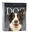 Dog Gallery Calendar 2009 (Page a Day Gallery Calendar)