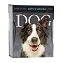 Dog Gallery Calendar 2009 (Page a Day Gallery Calendar)
