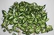 Silk Dieffenbachia Ledge Garden