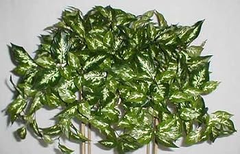 Silk Dieffenbachia Ledge Garden