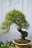 Bonsai Pine Tree - 36