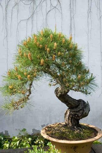 Bonsai Pine Tree - 36