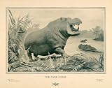 1907 Print Hippopotamus Amphibius Hippo River Horse W & G Baird Wild Animals - Original Halftone Print