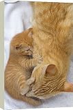 Box Canvas Print of Cat - mother grooming kitten, licking bottom to clean away faeces from Ardea