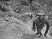 Peruvian Lead Miner, Befuddled by Use of Coca, Carrying Heavy Load Photographic Poste...