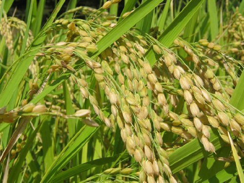 【玄米】+【契约栽培】