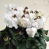 軽井沢育ちのガーデンシクラメン：ベリッシマ（ホワイト）3号ポット 2株セット