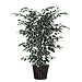 Bushes 48" Artificial Potted Natural Variegated Ficus Tree in Dark Green