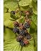 Photographic Prints of Blackberries in fruit from Ardea Wildlife Pets