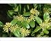 Photographic Prints of Jlm-5095 Box - Leaves And Flowers from Ardea Wildlife Pets