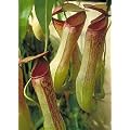 Tropica - Nepenthes khasiana - 10 Samen inklusive Kultursubstrat