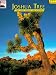 Joshua Tree: The Story Behind the Scenery
